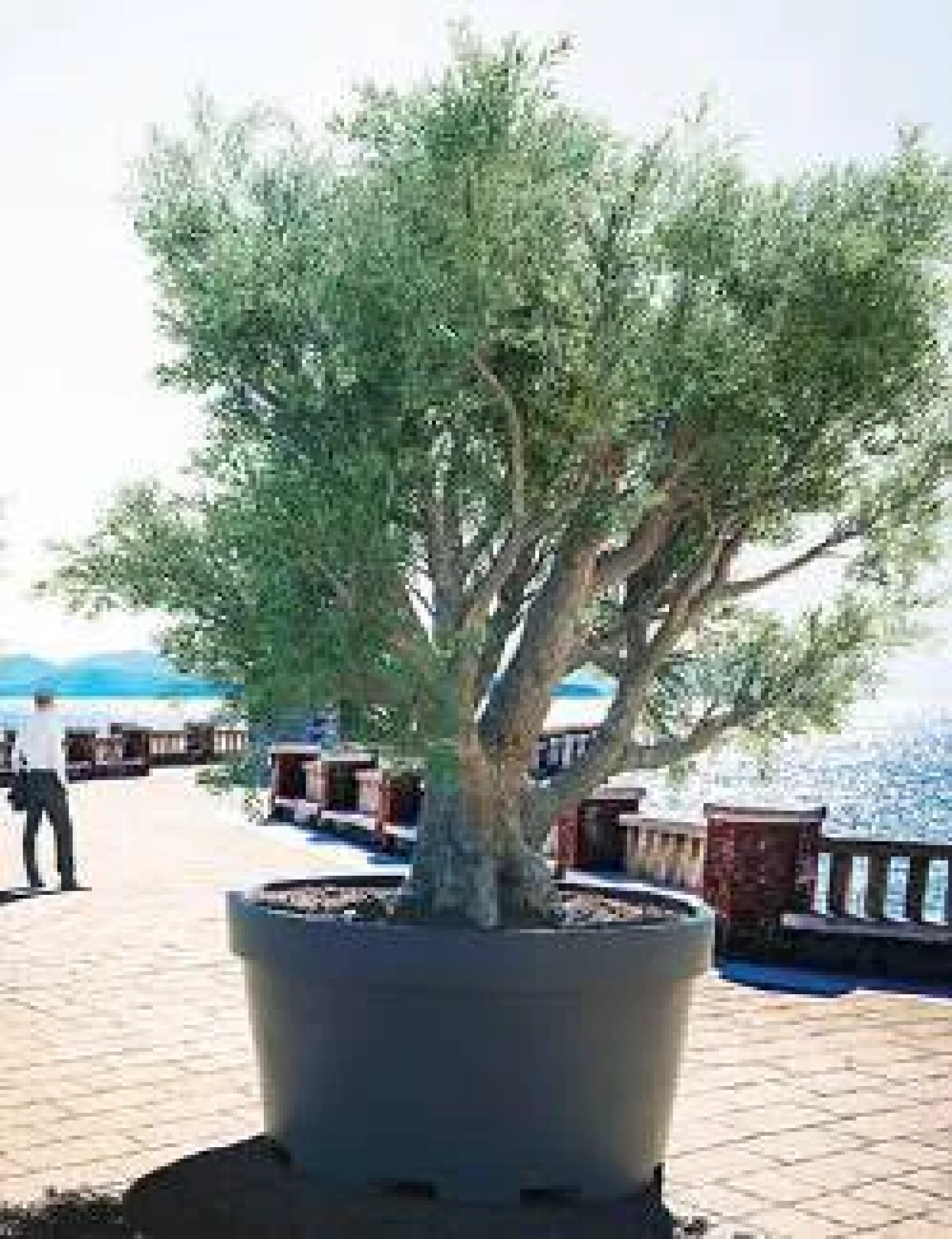 olive-tree.png.webp