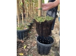 Doniczka airpot ercole 90lt sp60 paleta 140szt