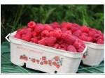 Celulozowy pojemnik na owoce, berigard 500g, karton 400szt