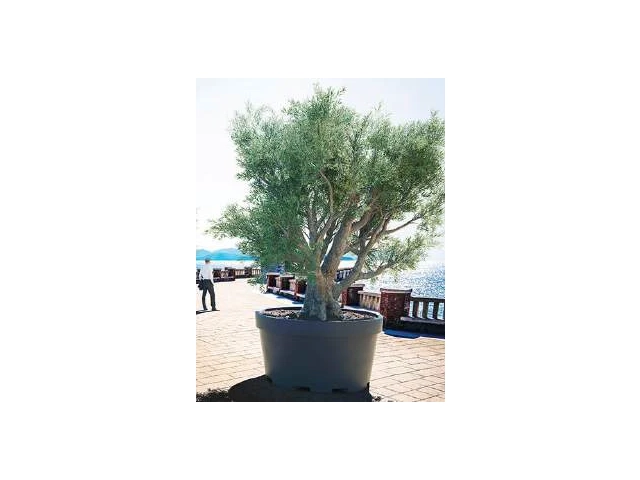 olive-tree.png.webp