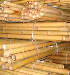 bambus sadowniczy, tyczka bambusowa